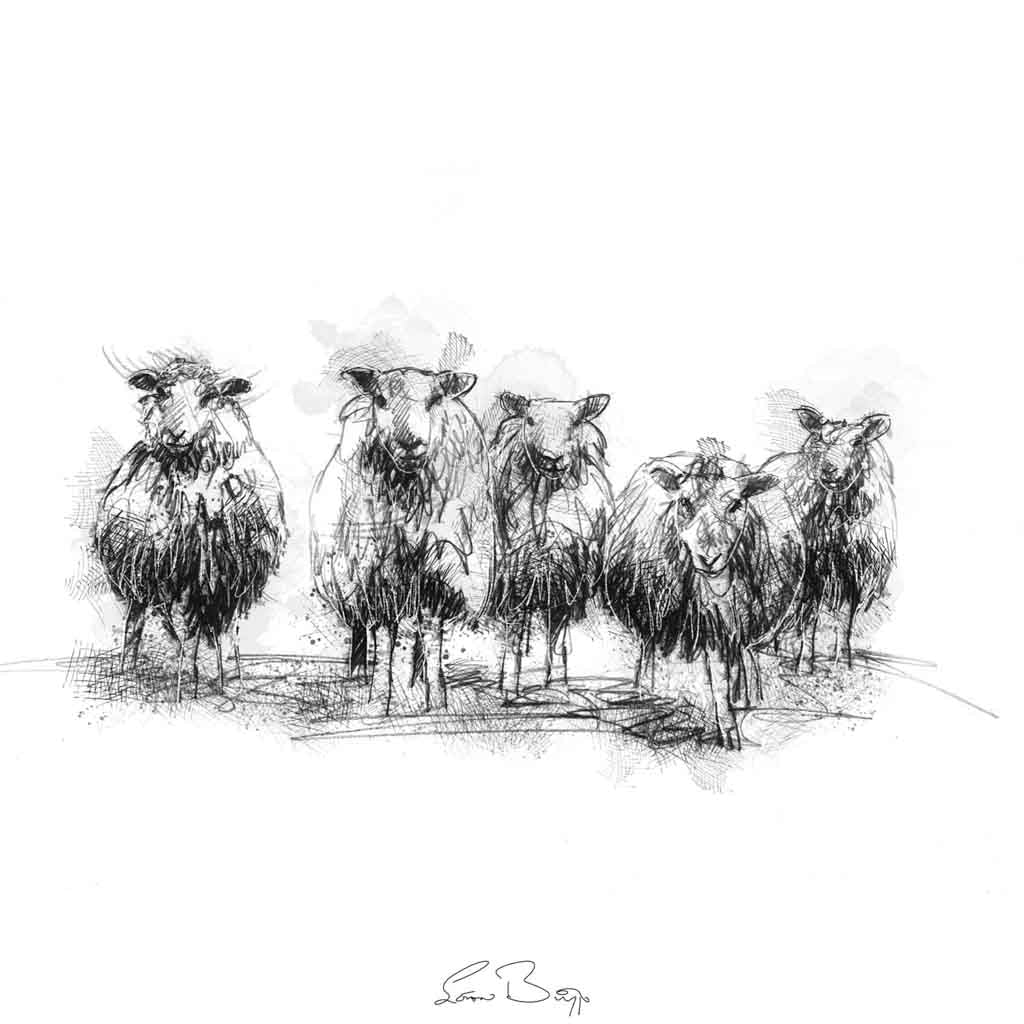 Sheep line