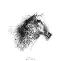 Sheep portrait