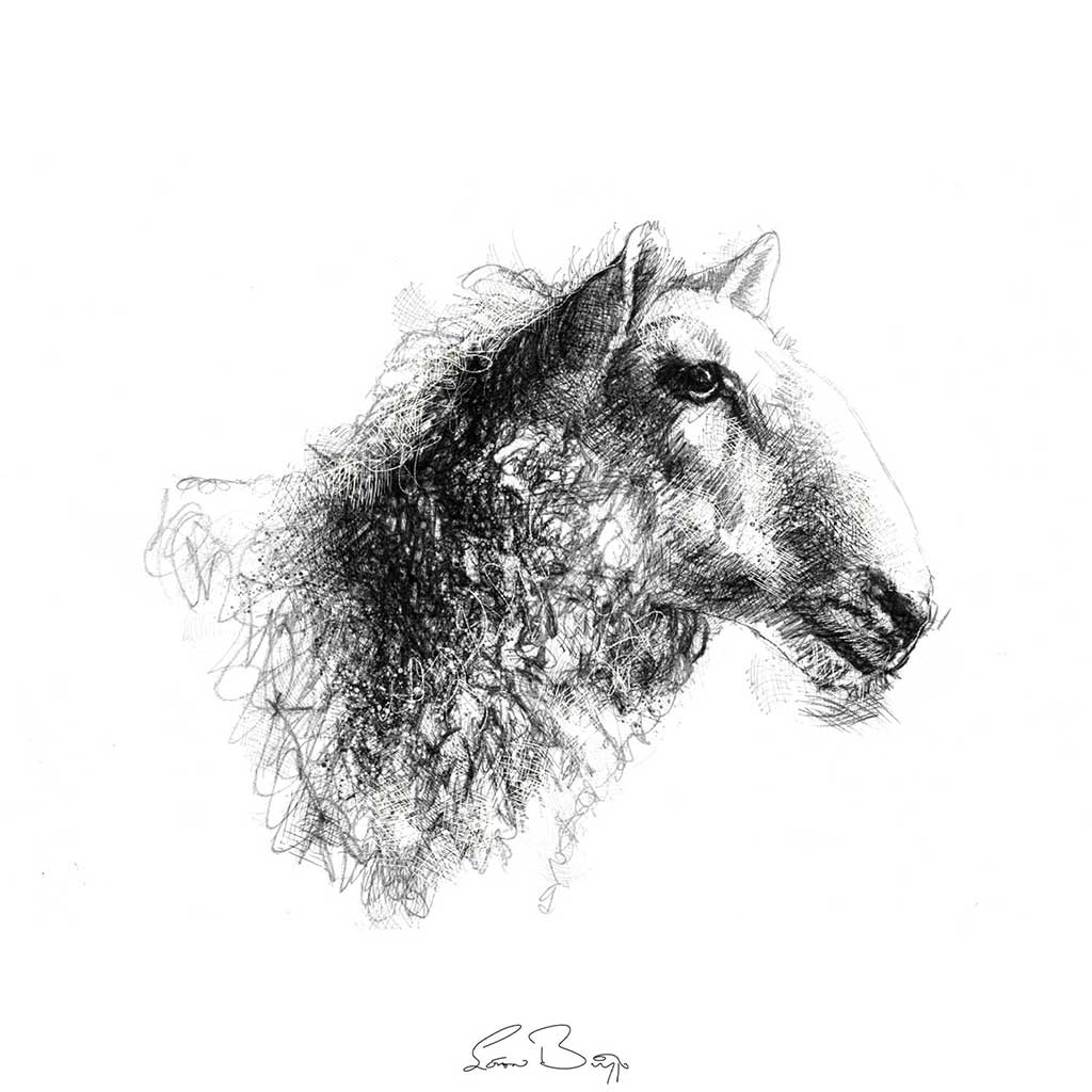 Sheep portrait