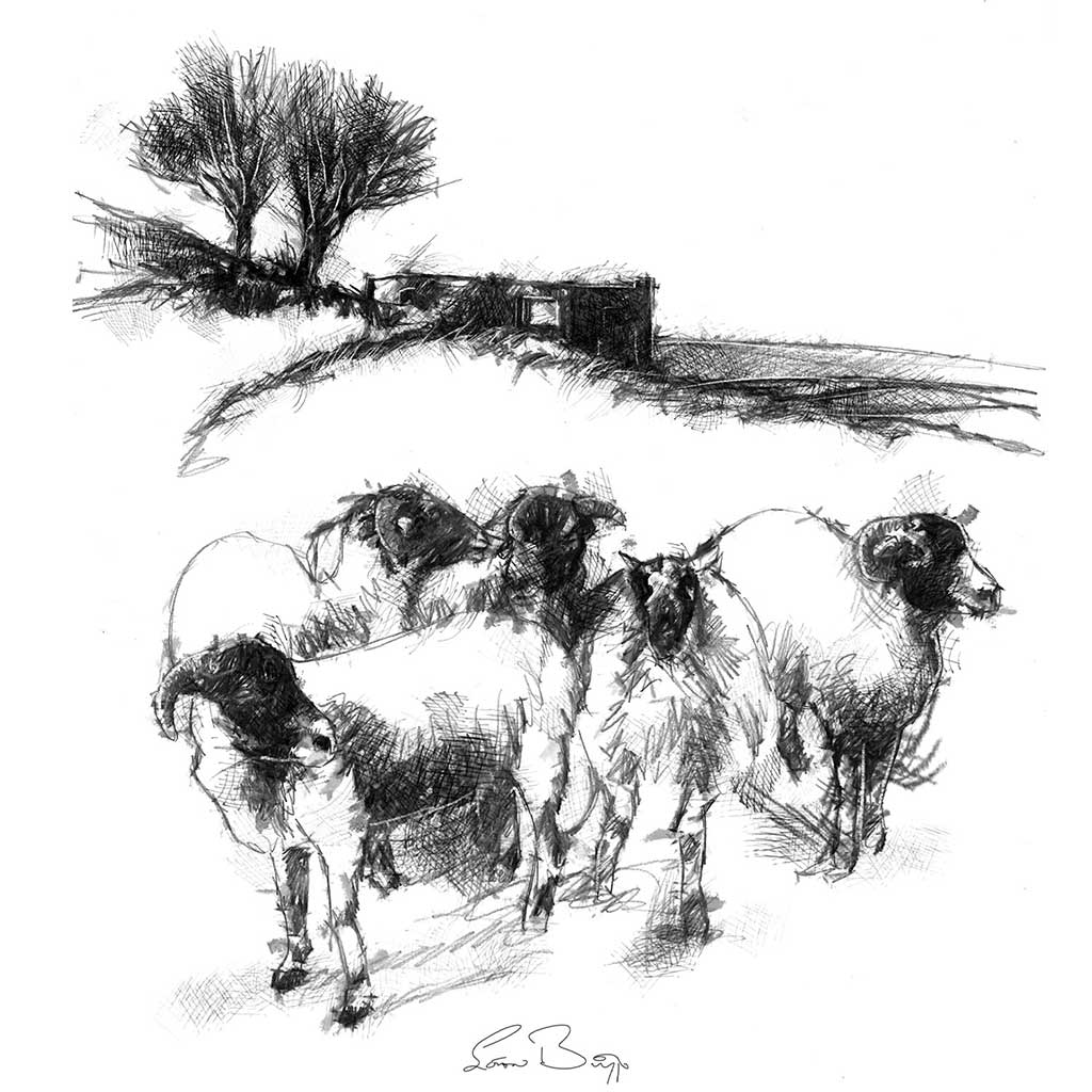 Top Withens Sheep