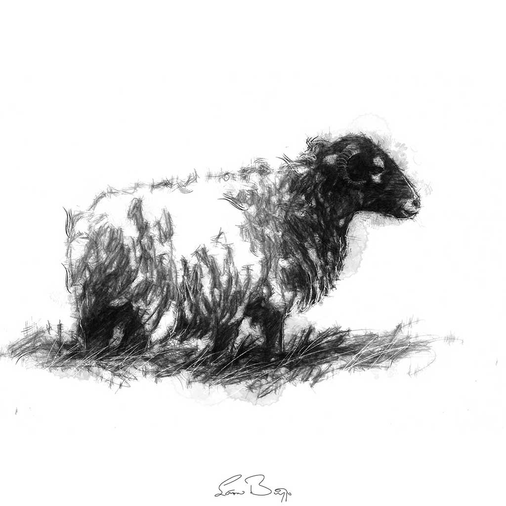 Lone sheep