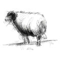 sheep