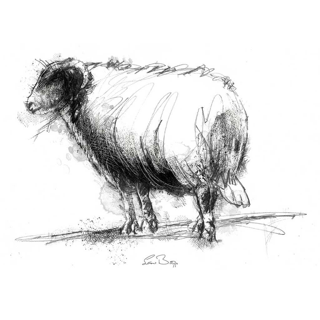 sheep