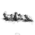 Sheep herd
