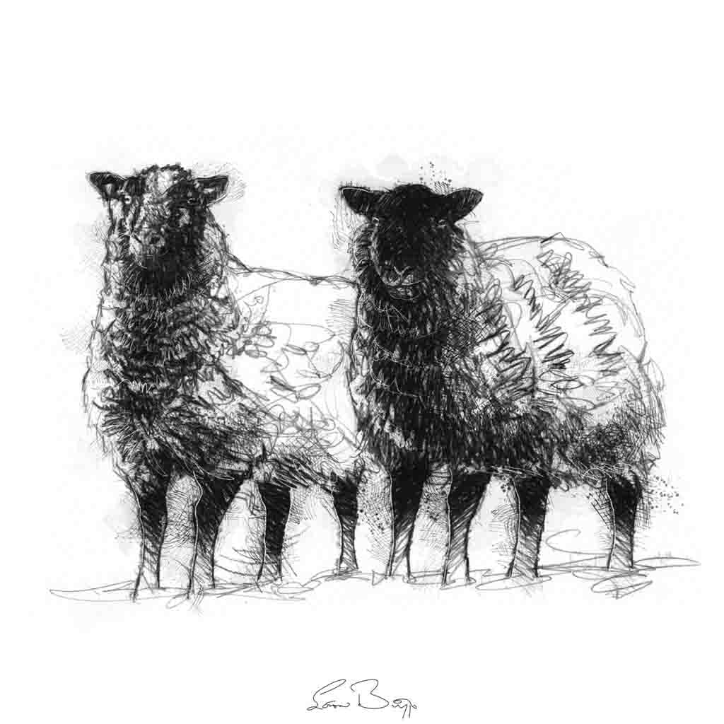 Shetland sheep