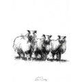 Blue faced sheep