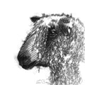 Wensleydale sheep