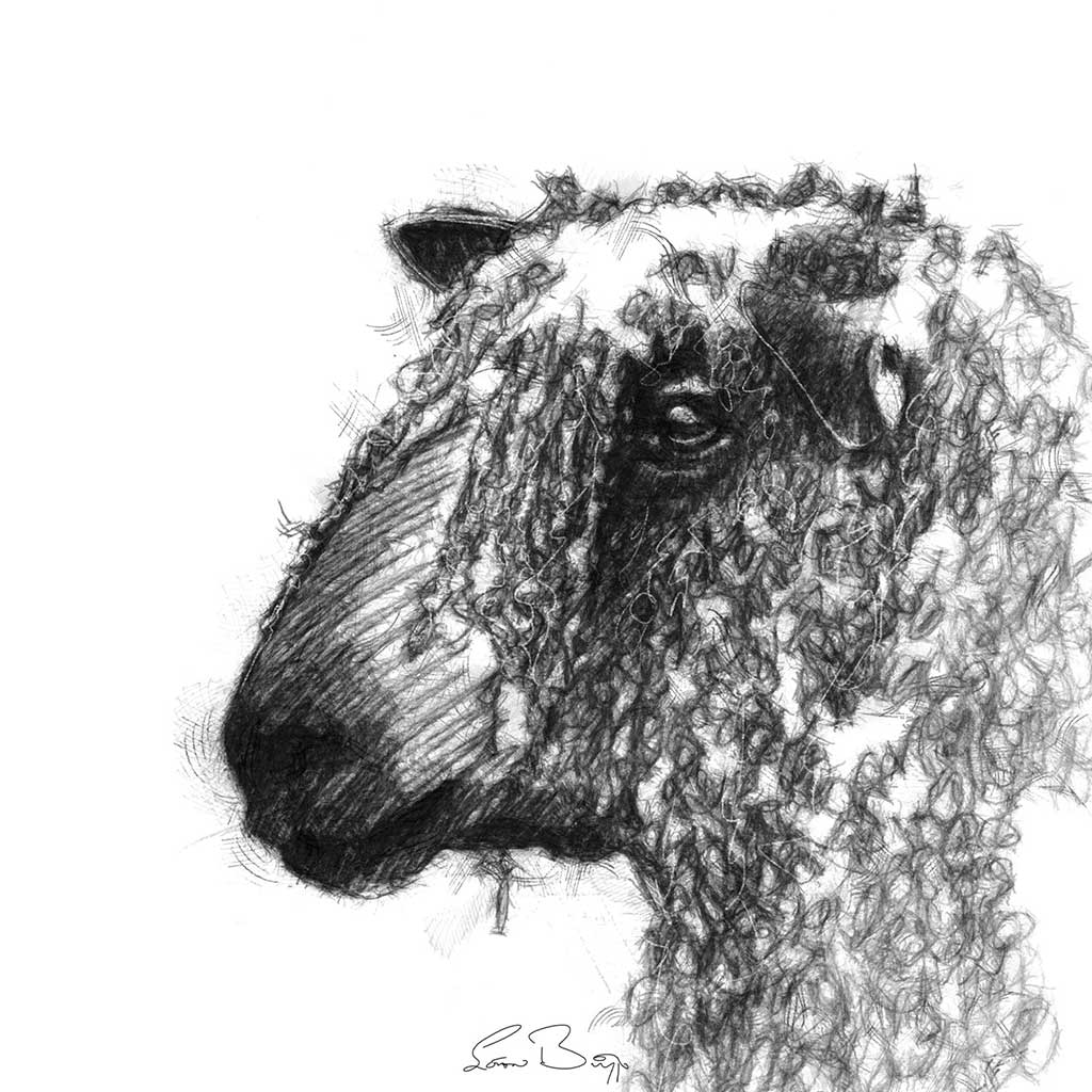 Wensleydale sheep
