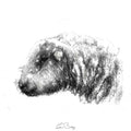 Hardwick sheep head