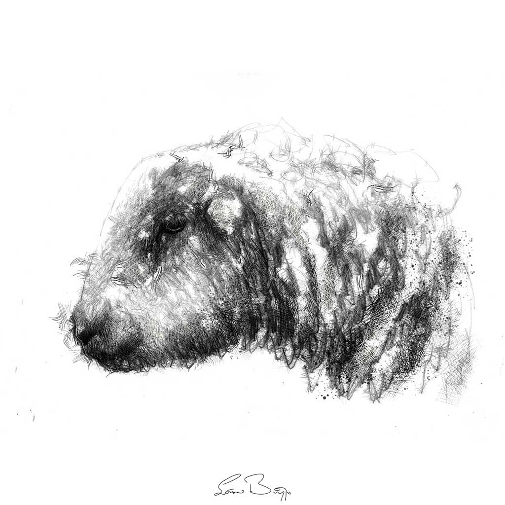 Hardwick sheep head