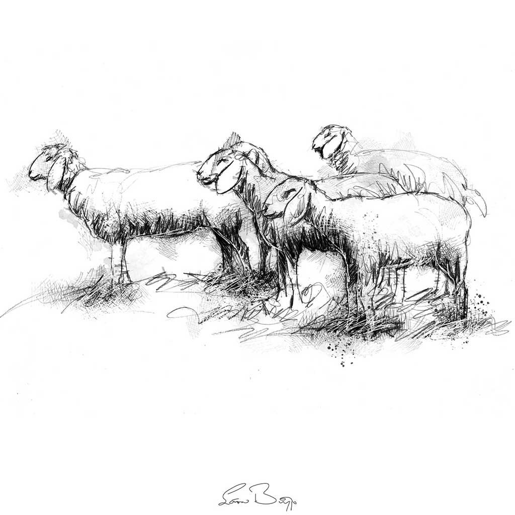 Sheep flock
