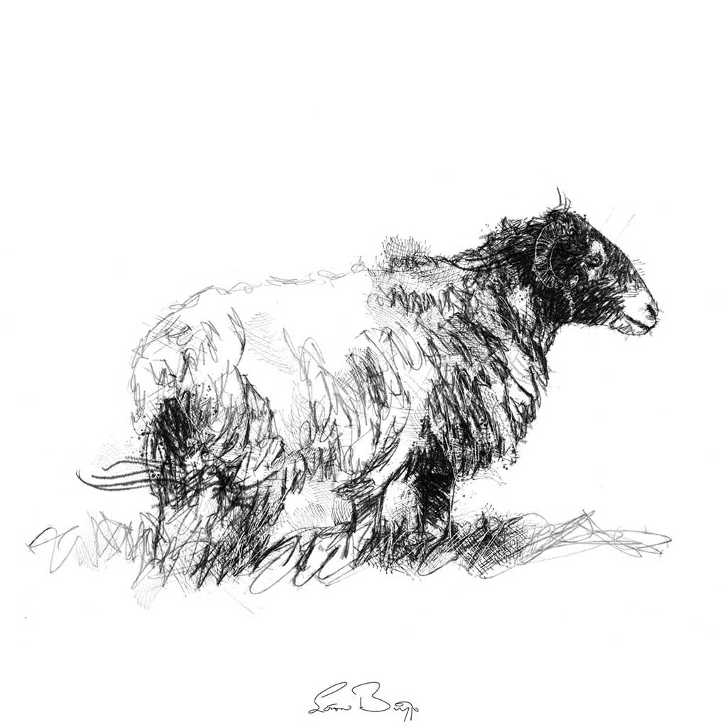 Moorland ewe