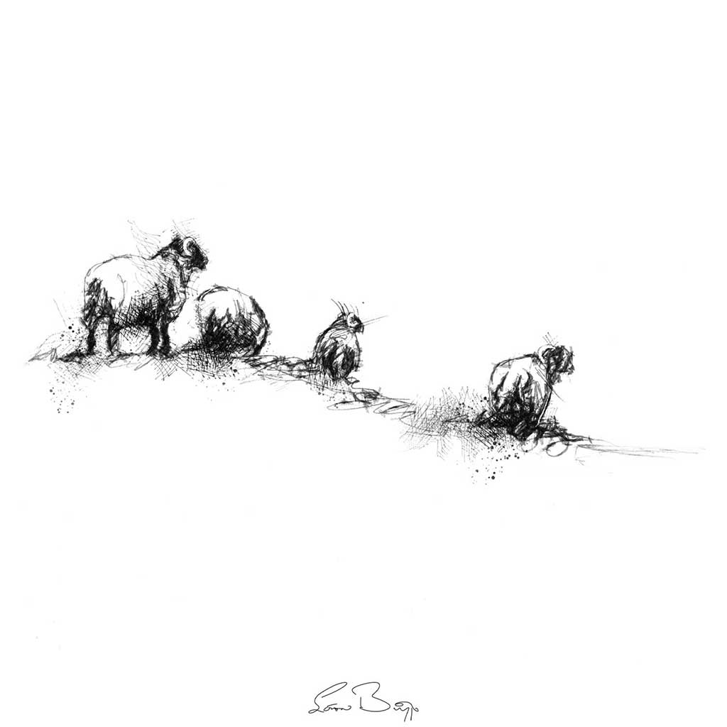 Sheep line