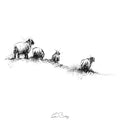 Sheep line
