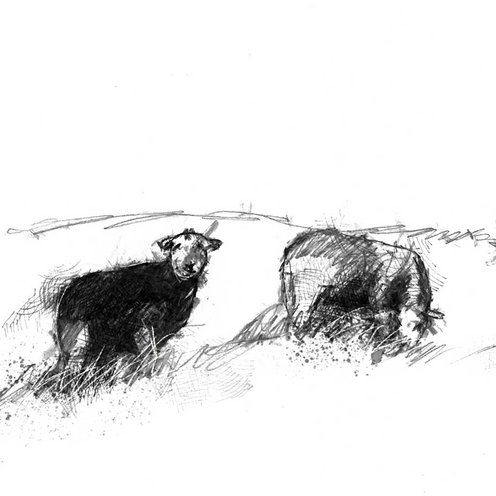 Herdwick sheep