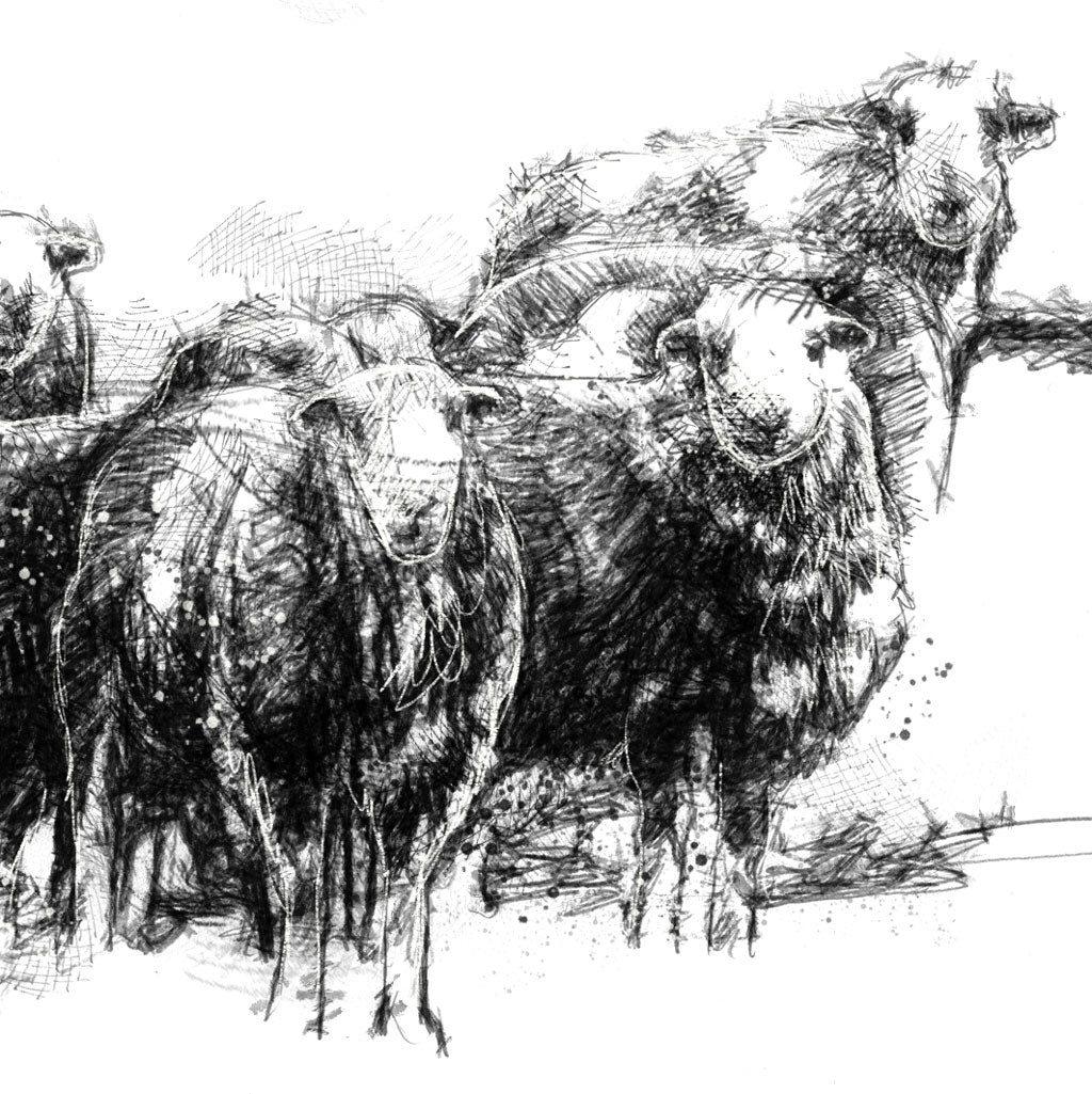 Herdwick sheep