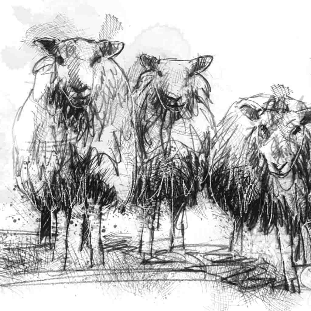 Sheep line