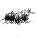 Herdwick sheep