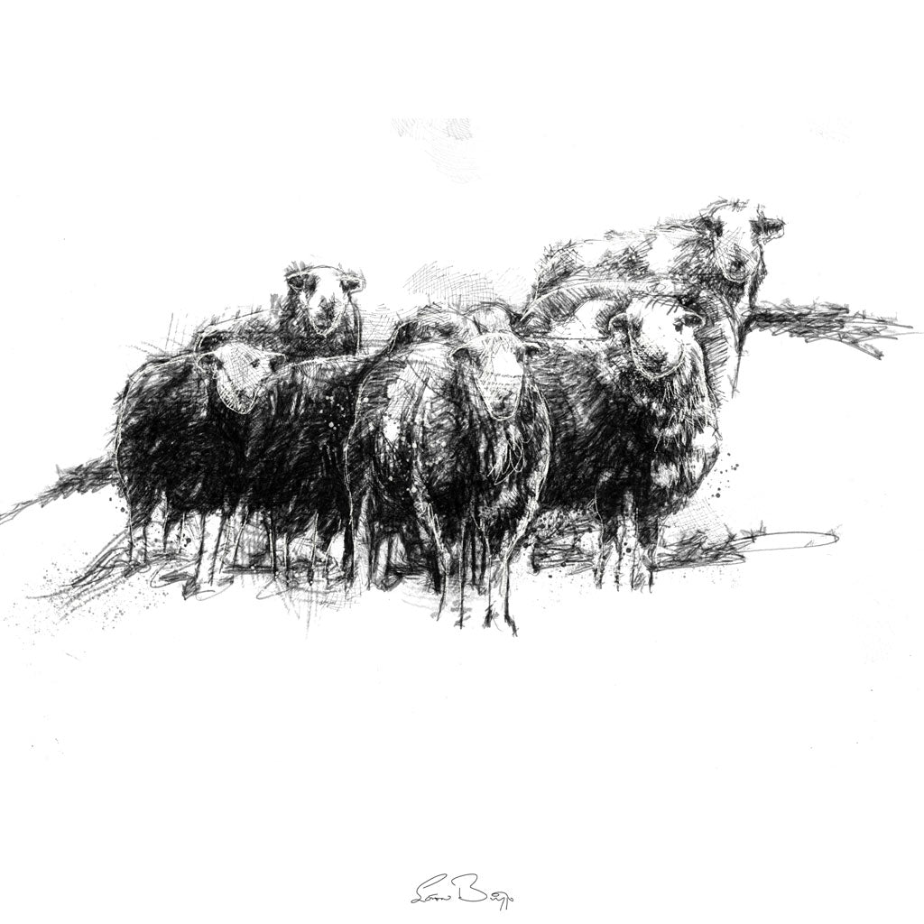 Herdwick sheep