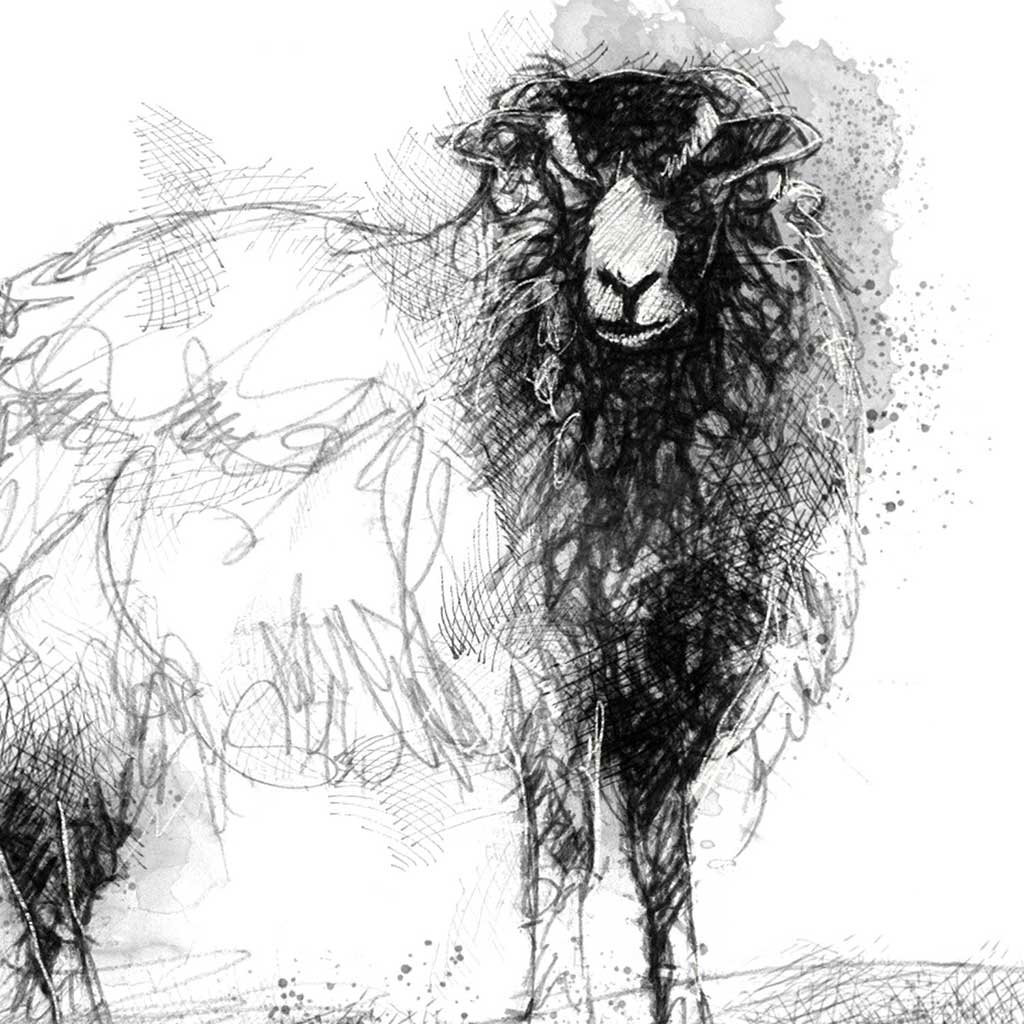 Ewe and ewe