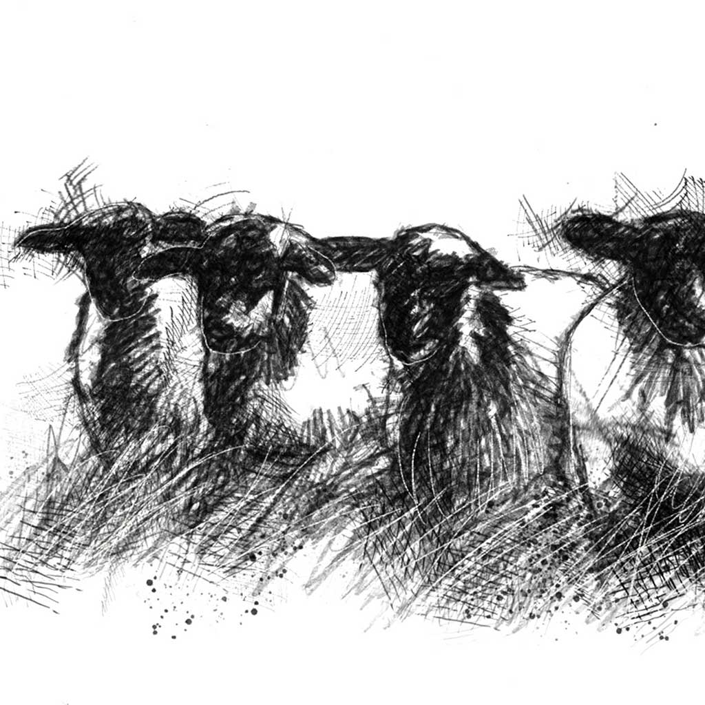 black face sheep