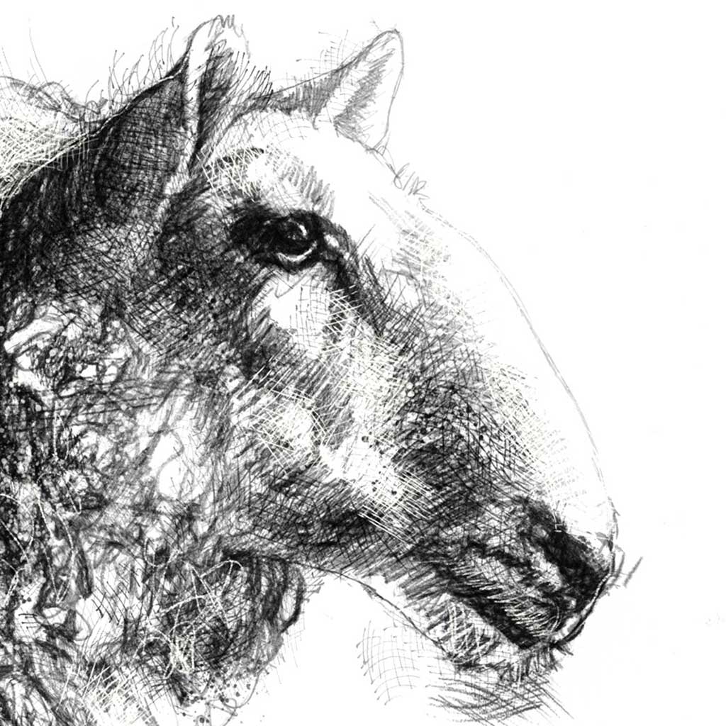 Sheep portrait