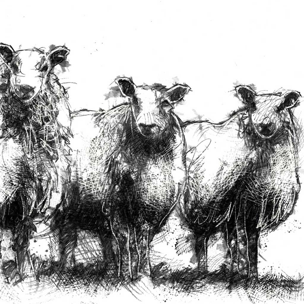 Blue faced sheep