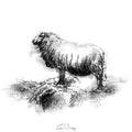 Shetland sheep