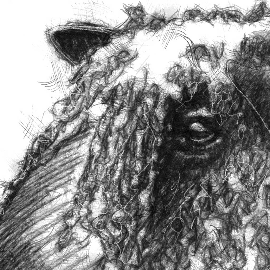 Wensleydale sheep