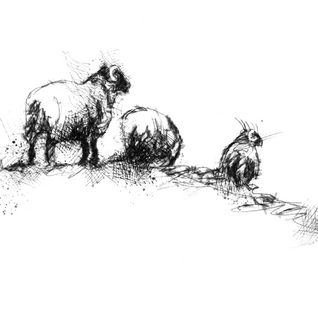 Sheep line