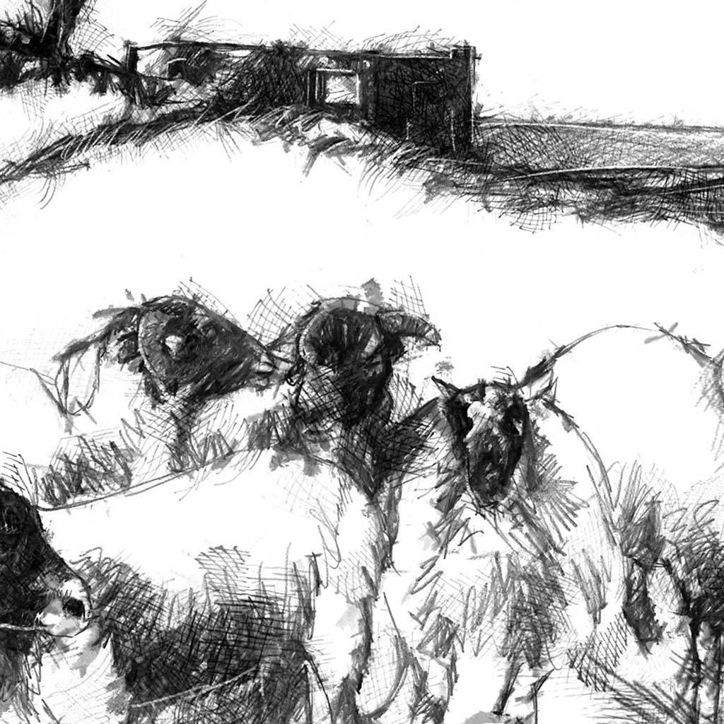 Top Withens Sheep