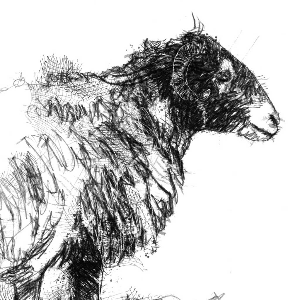 Moorland ewe