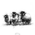 Sheep