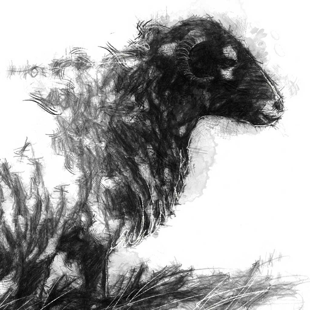 Lone sheep