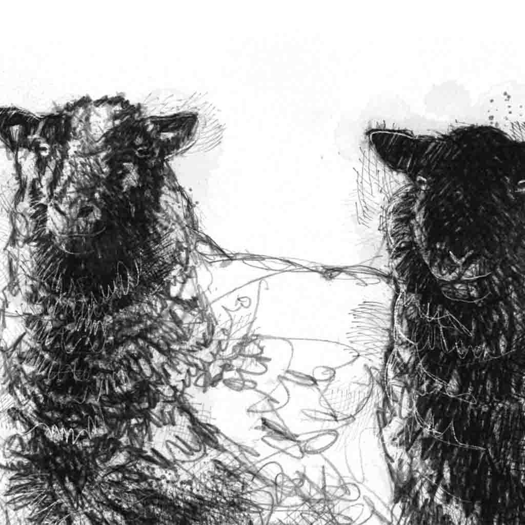 Shetland sheep