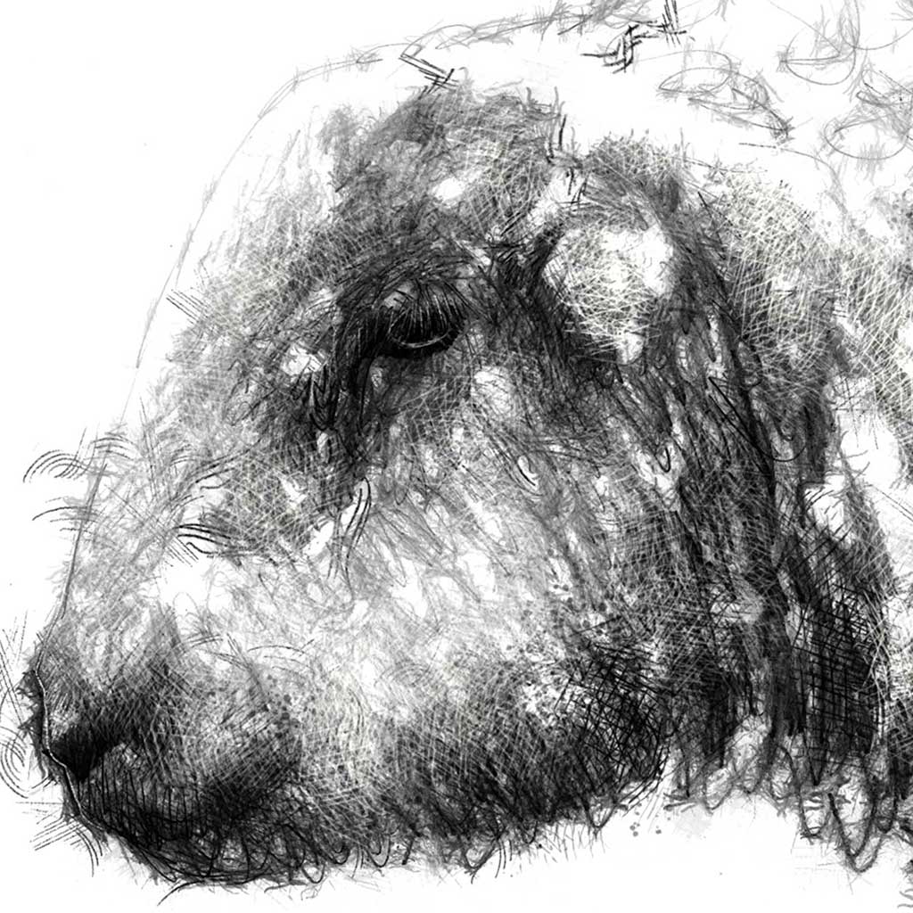 Hardwick sheep head