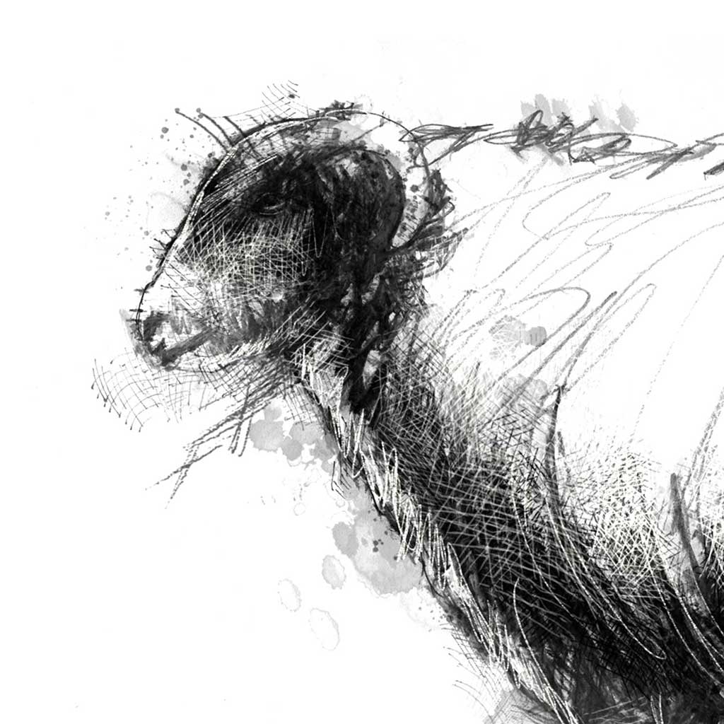 sheep