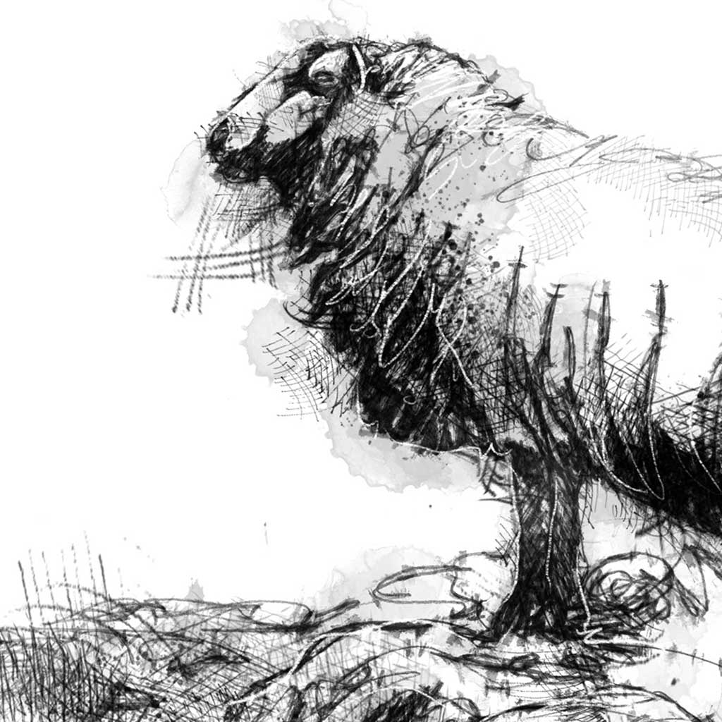 Shetland sheep