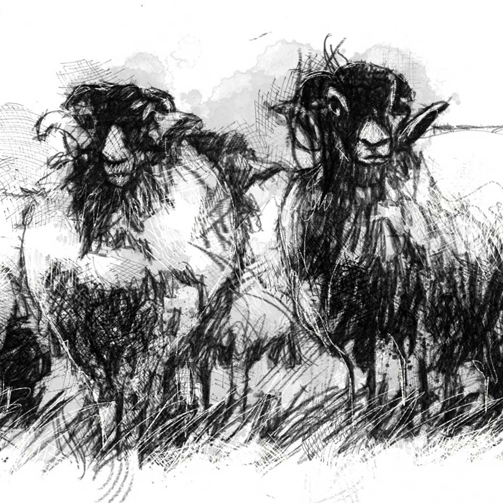 Sheep