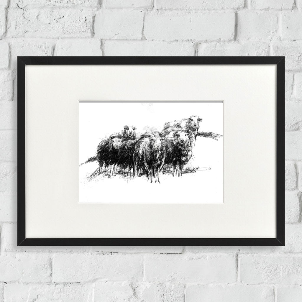 Herdwick sheep