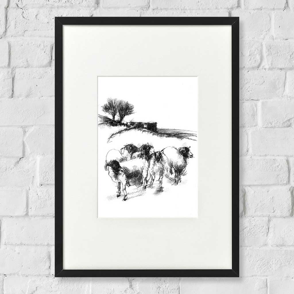 Top Withens Sheep