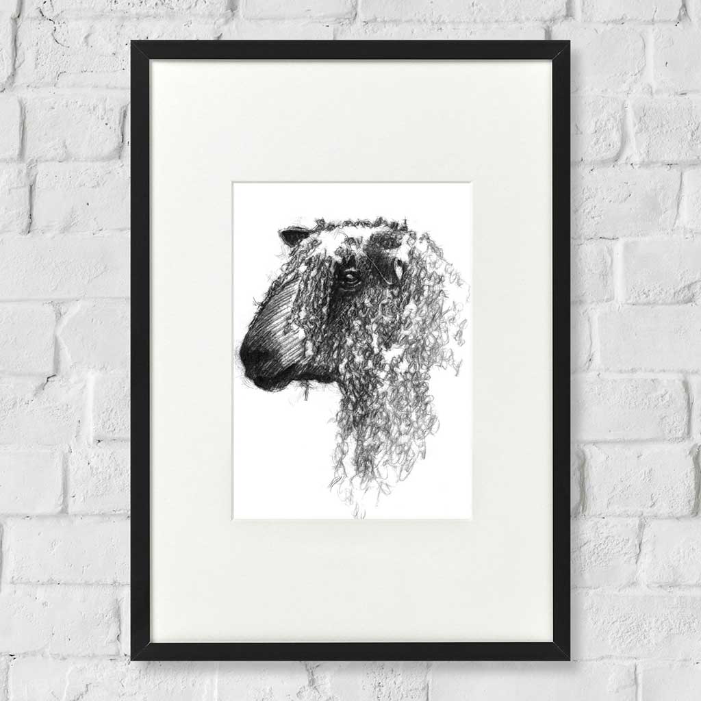 Wensleydale sheep