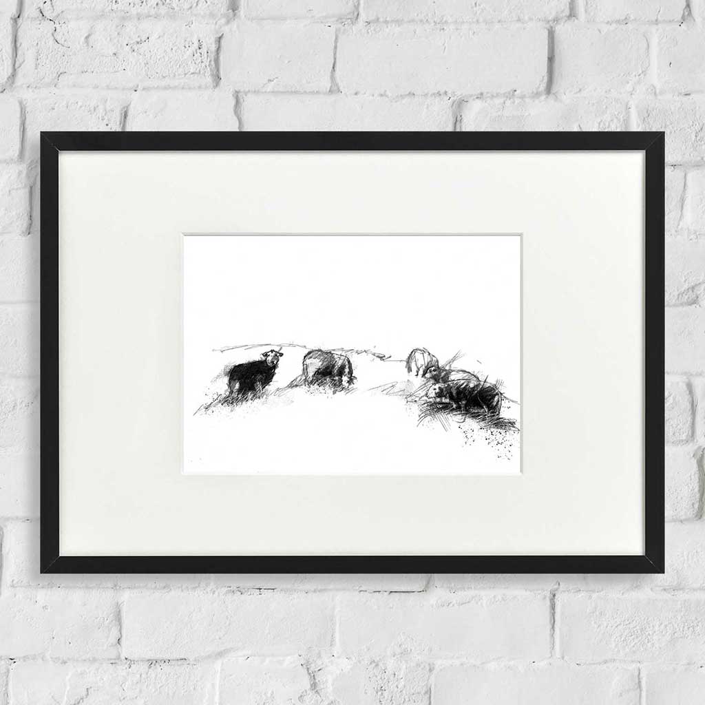 Herdwick sheep