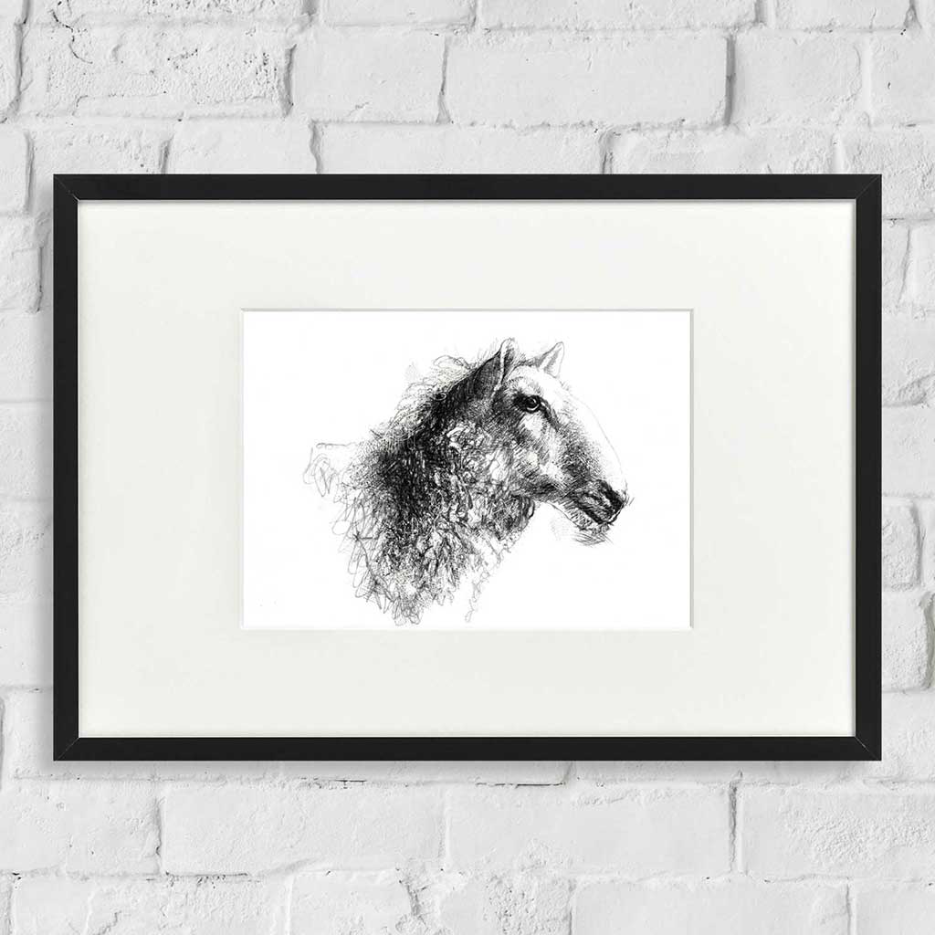 Sheep portrait