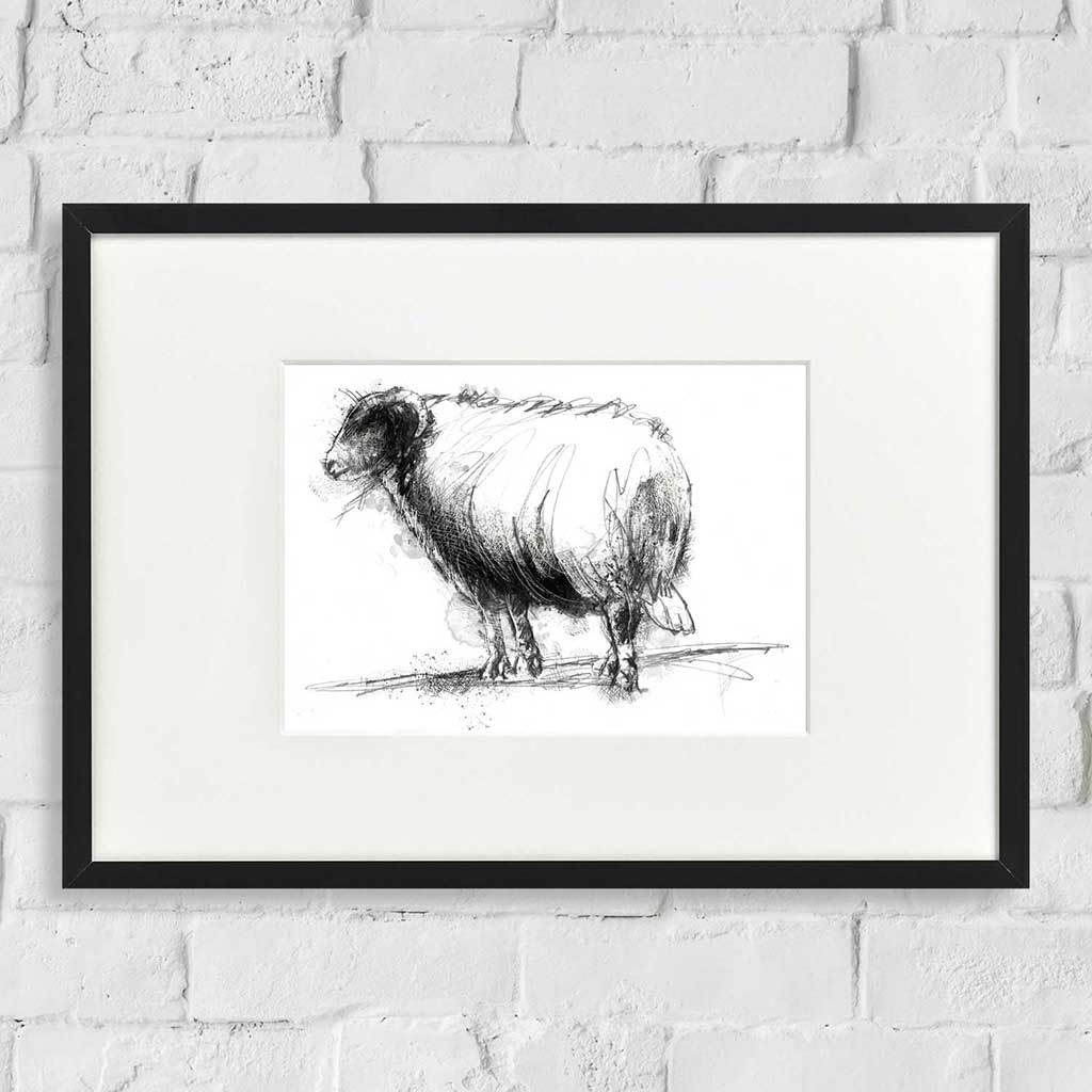 sheep