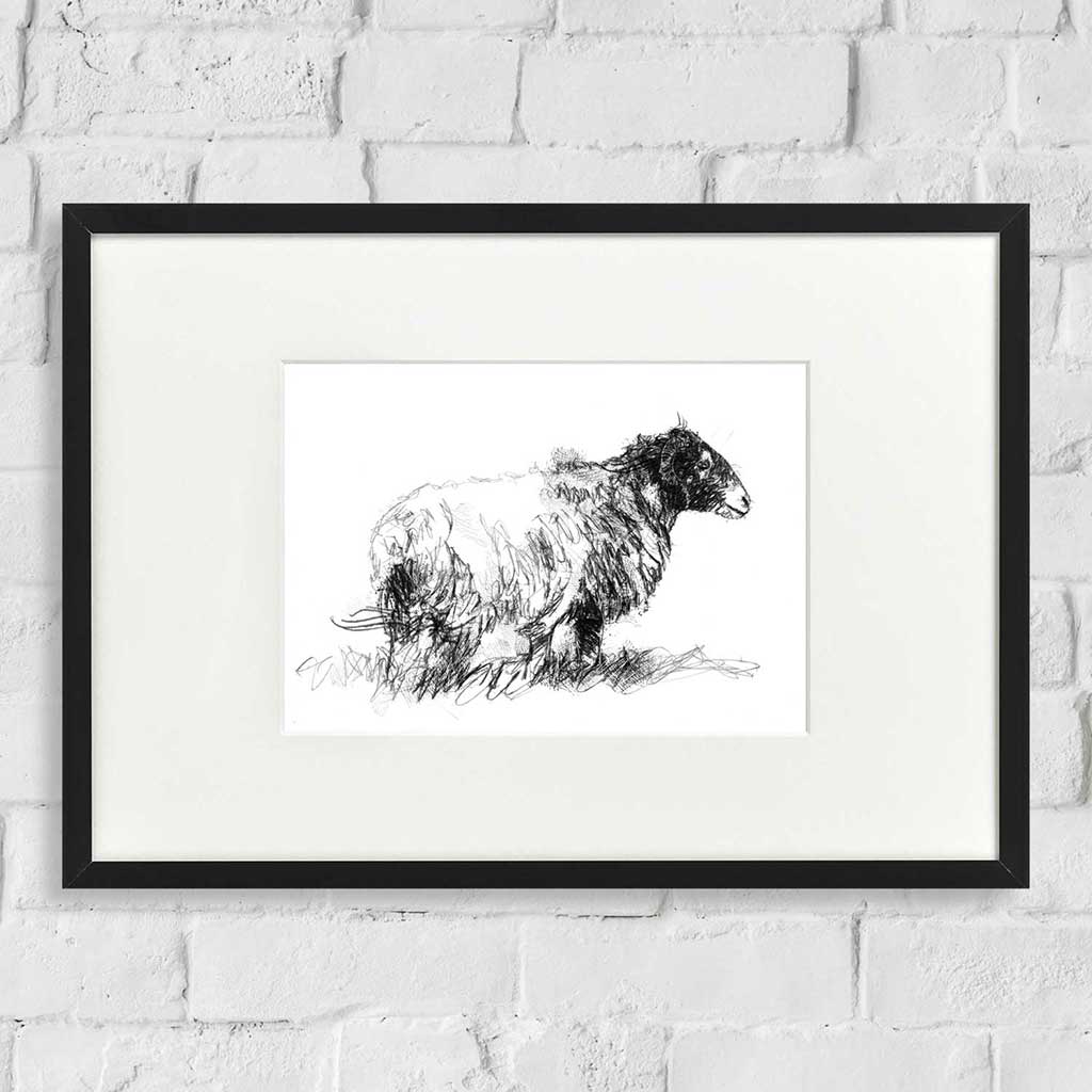 Moorland ewe