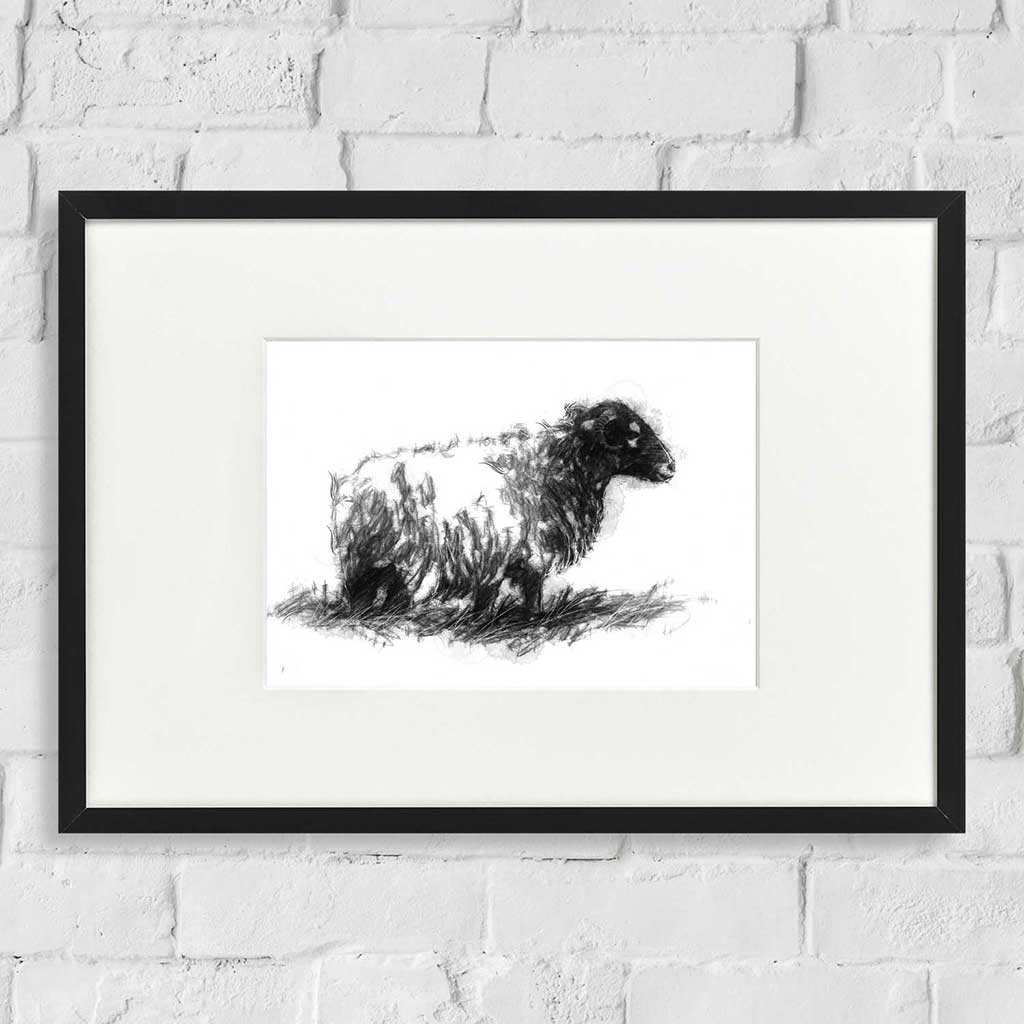 Lone sheep