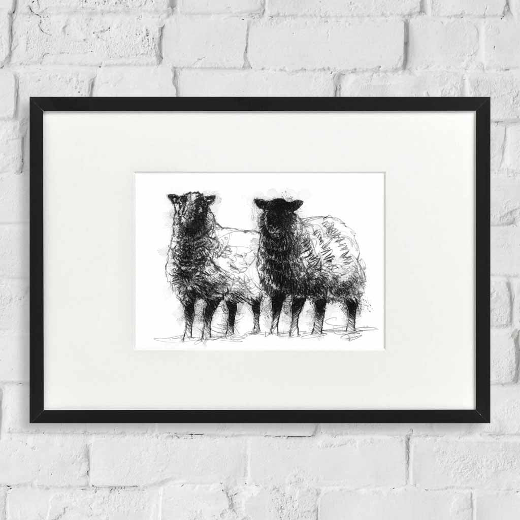 Shetland sheep