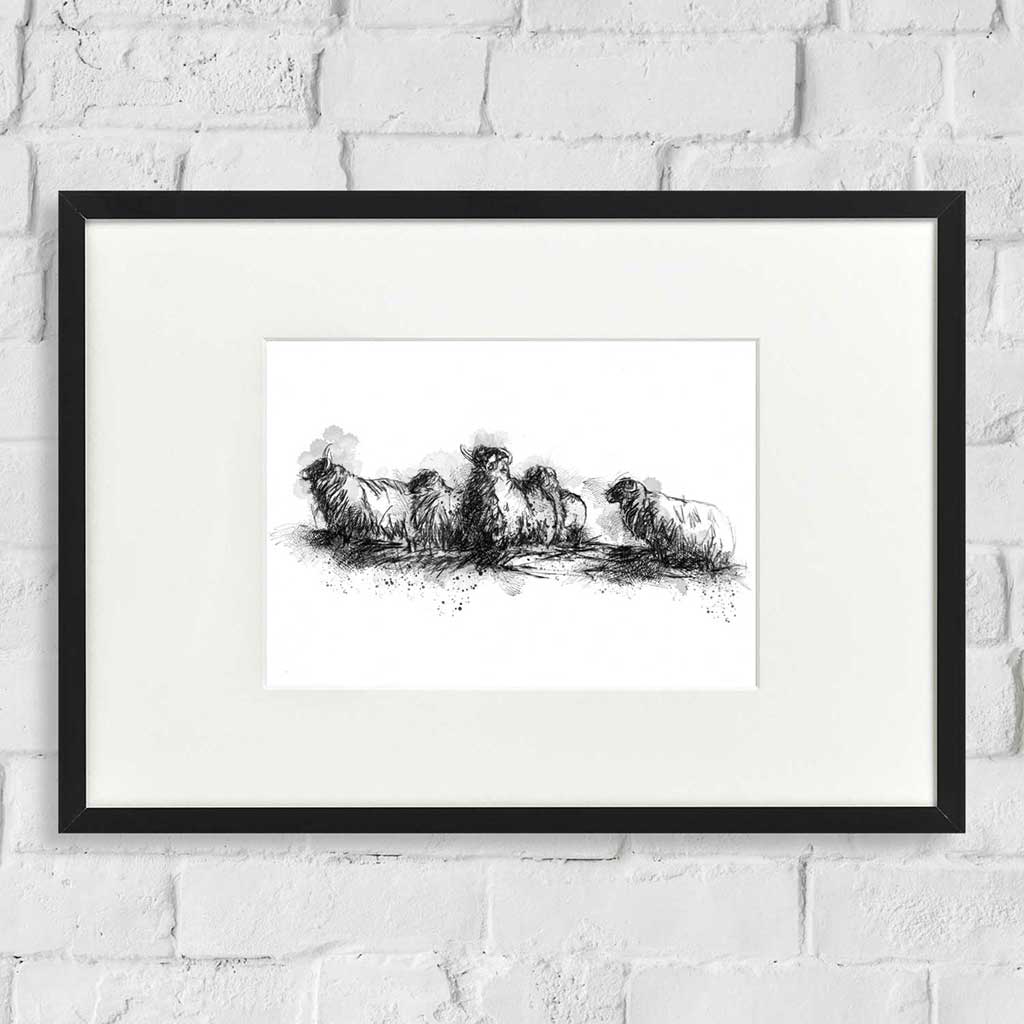 Sheep herd