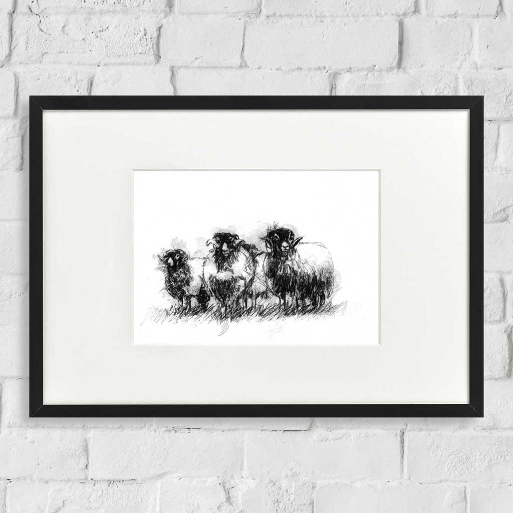 Sheep